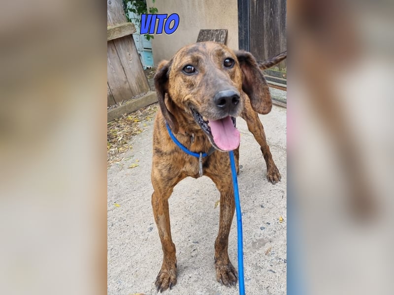 Vito, 10/24 - lieber Eyecatcher sucht Familie