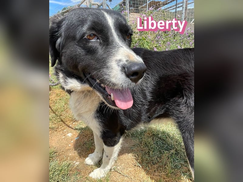 Liberty, 09/21 - treue Hündin sucht ihre Menschen