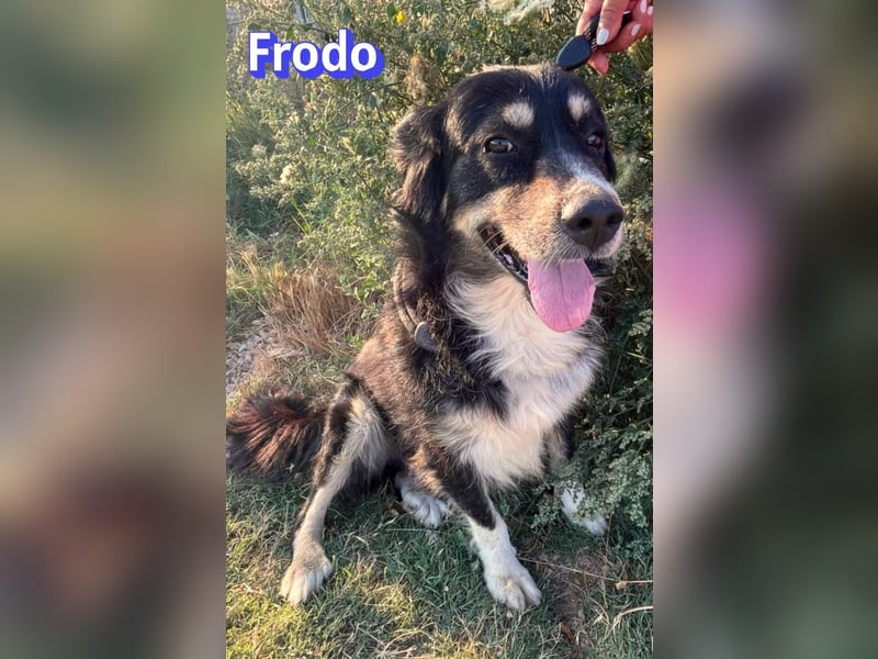 Frodo, 01/24 - Lebensfreude auf 4 Pfoten