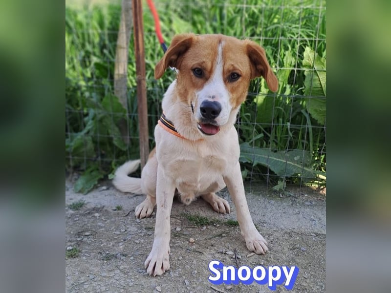 Snoopy, 04/25 - sucht seinen Charlie Brown