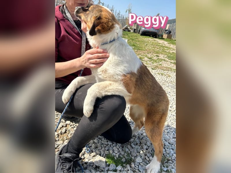 Peggy - verschmust, verspielt, anhänglich