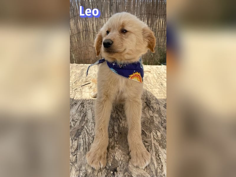 Leo, 02/26 - Zukunft gesucht
