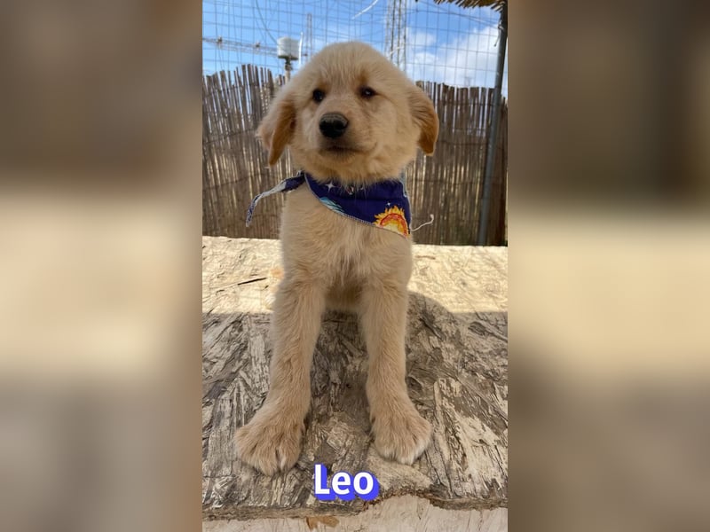 Leo, 02/26 - Zukunft gesucht