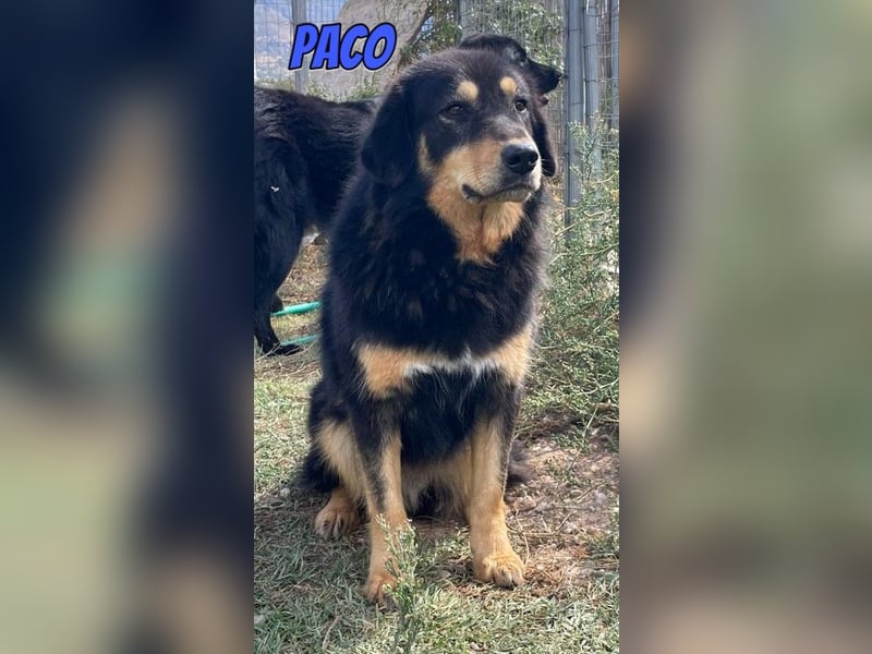 Paco, 10/22 - hübscher Rüde sucht 2te Chance