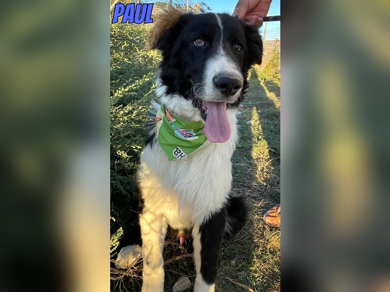 Paul, 10/25 - süßer Plüscher sucht Familie