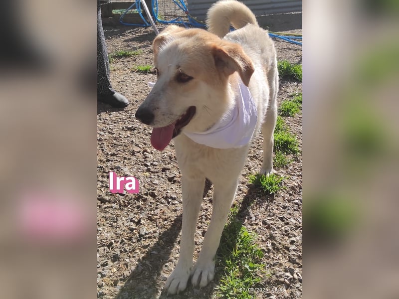 Ira – tapfere kleine Kämpferin sucht ihr Zuhause