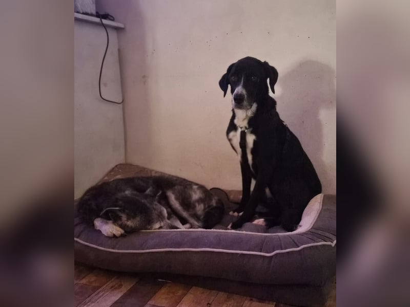 Sanfter Labrador Mix Max(i) sucht seine Menschen