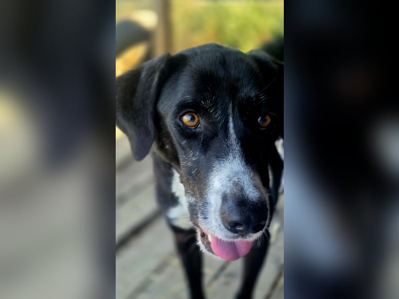 Sanfter Labrador Mix Max(i) sucht seine Menschen