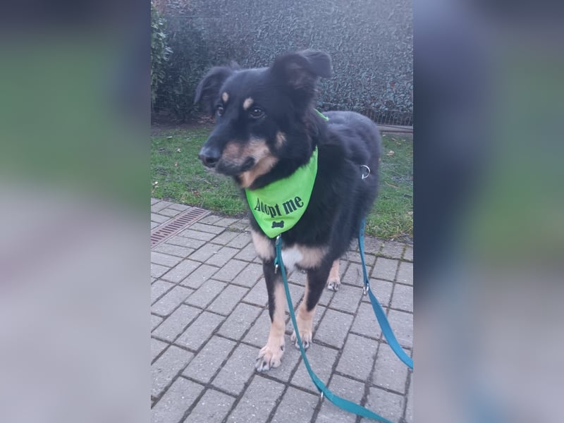 Benny auf Pflegestelle in 44225 Dortmund