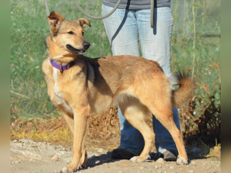 Canela
