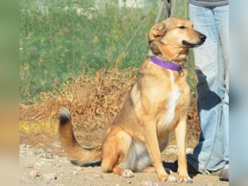 Canela