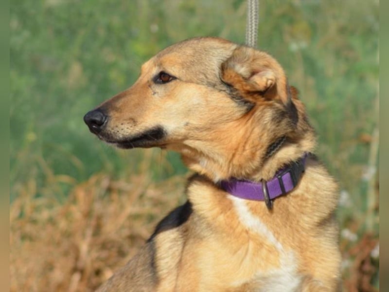Canela