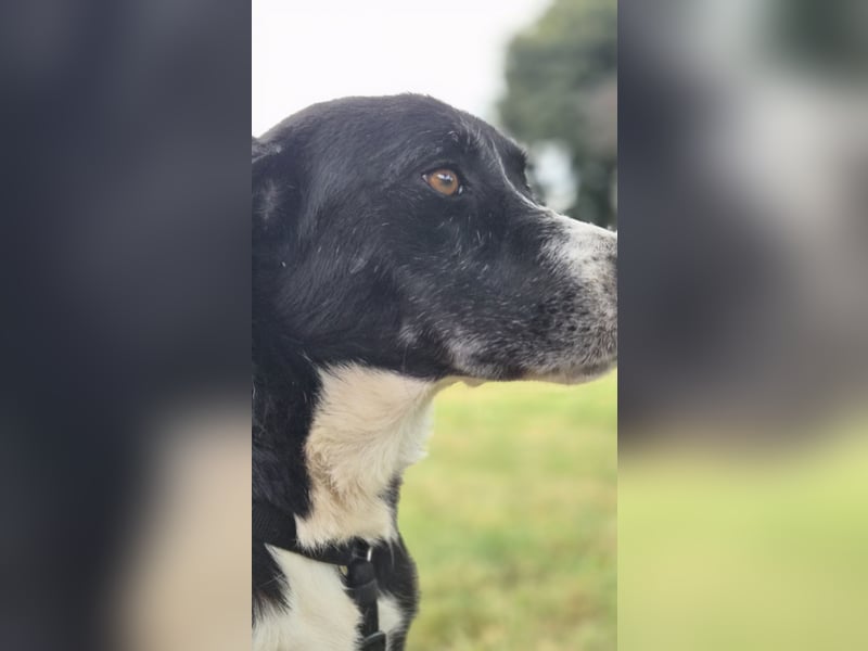 Sanfter Labrador Mix Max(i) sucht seine Menschen