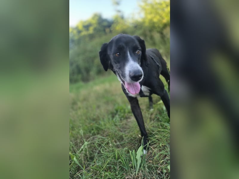Sanfter Labrador Mix Max(i) sucht seine Menschen