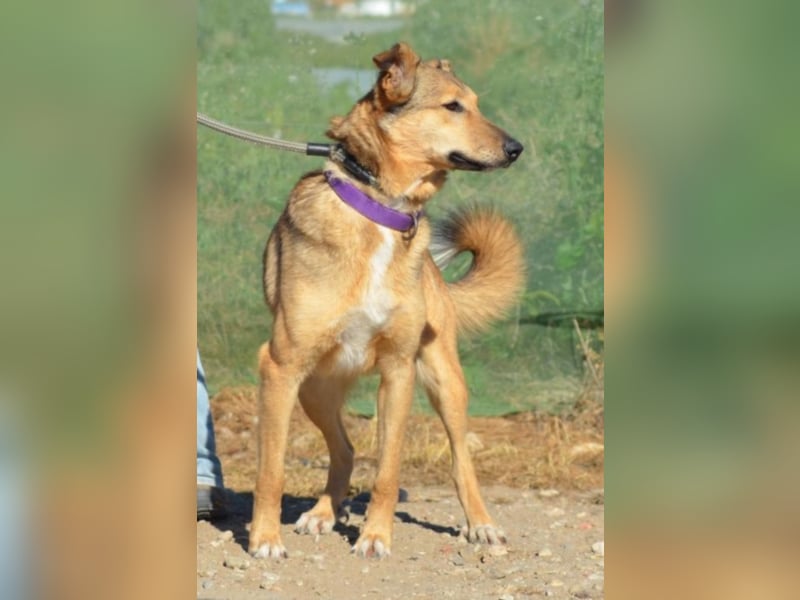 Canela