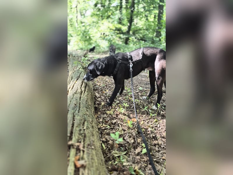 Sanfter Labrador Mix Max(i) sucht seine Menschen