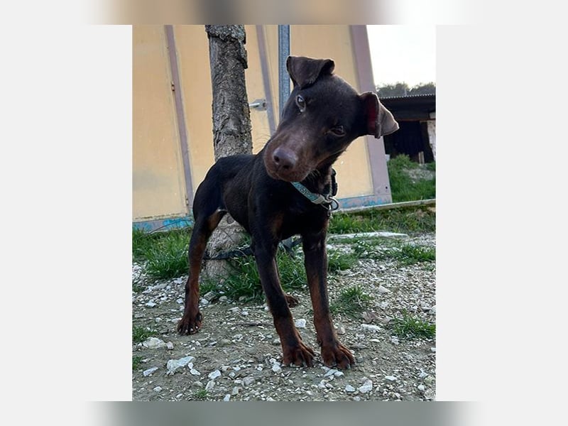 Jazmin (TO) aktive, liebevolle und verspielte Hündin