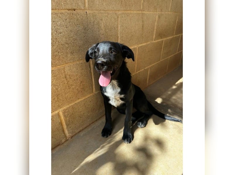 Pipo(CR) immer gut gelaunter Junghund