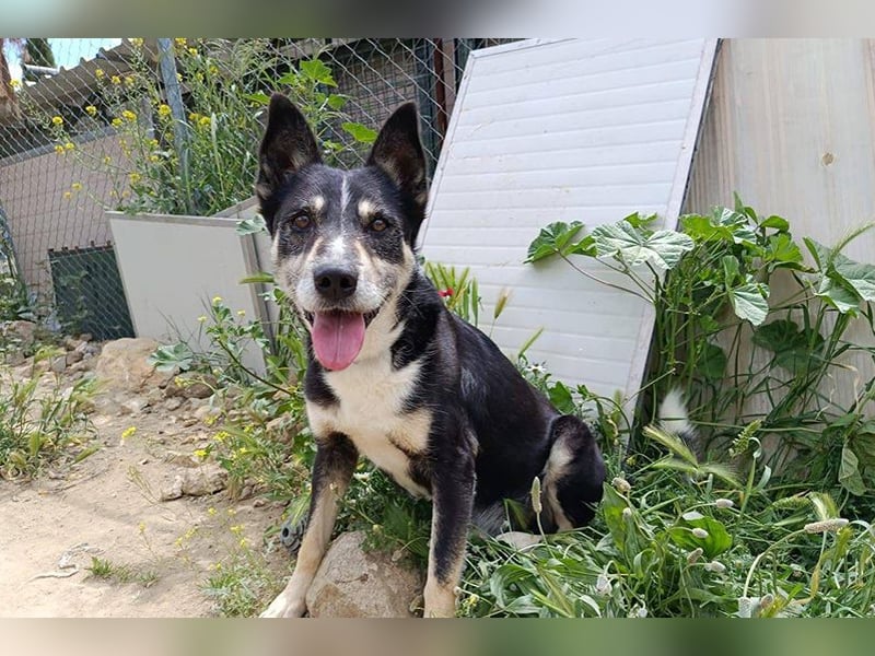 Negan(CO) Einzelprinz sucht eine ruhige Familie zum lieb haben