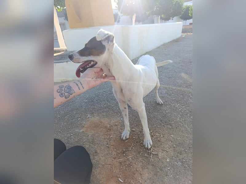 Koke(JA) typischer Junghund, verspielt und aktiv