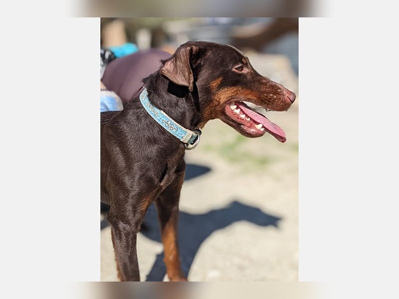 Jazmin (TO) aktive, liebevolle und verspielte Hündin