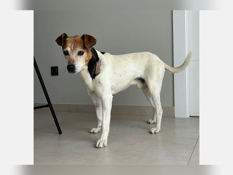 Max (LR) ein guter, ruhiger, edler Bube