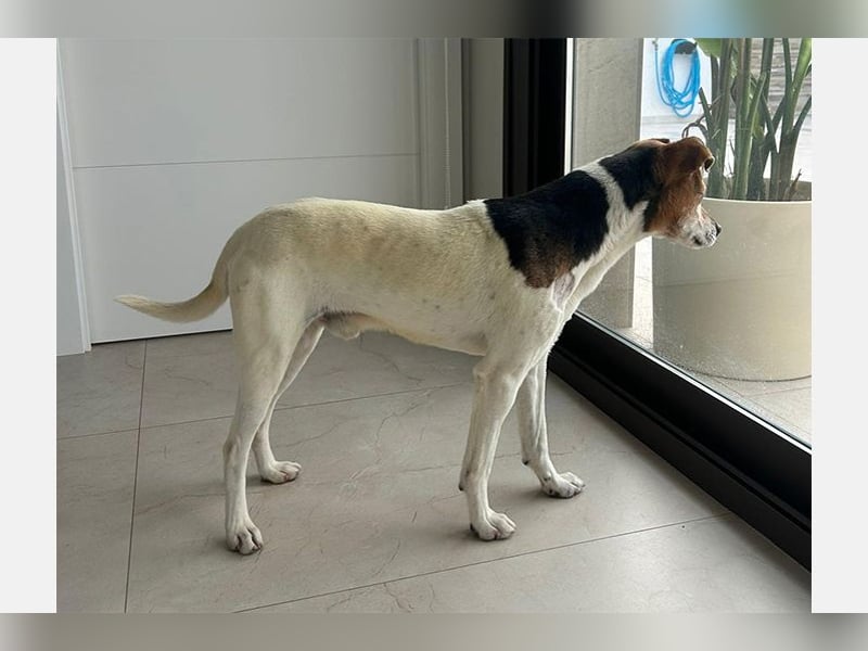 Max (LR) ein guter, ruhiger, edler Bube