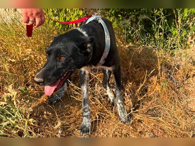 Sara (LR) eine schwarze Schönheit