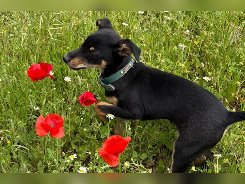 Baden (LR) kleiner Herzensbrecher auf 4 Pfoten