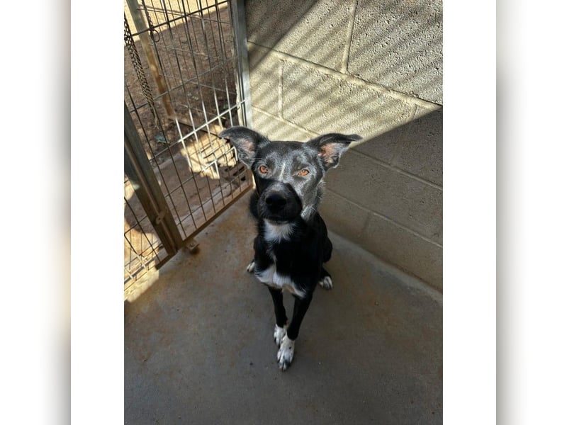 Angus (CR) verspielter süßer Junghund