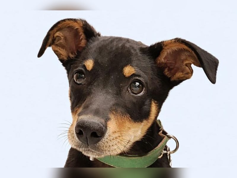 Baden (LR) kleiner Herzensbrecher auf 4 Pfoten