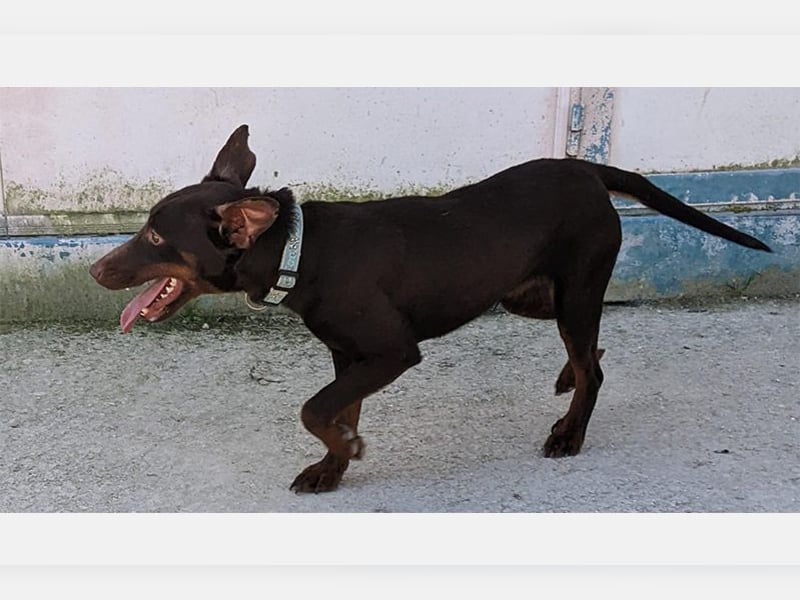 Jazmin (TO) aktive, liebevolle und verspielte Hündin