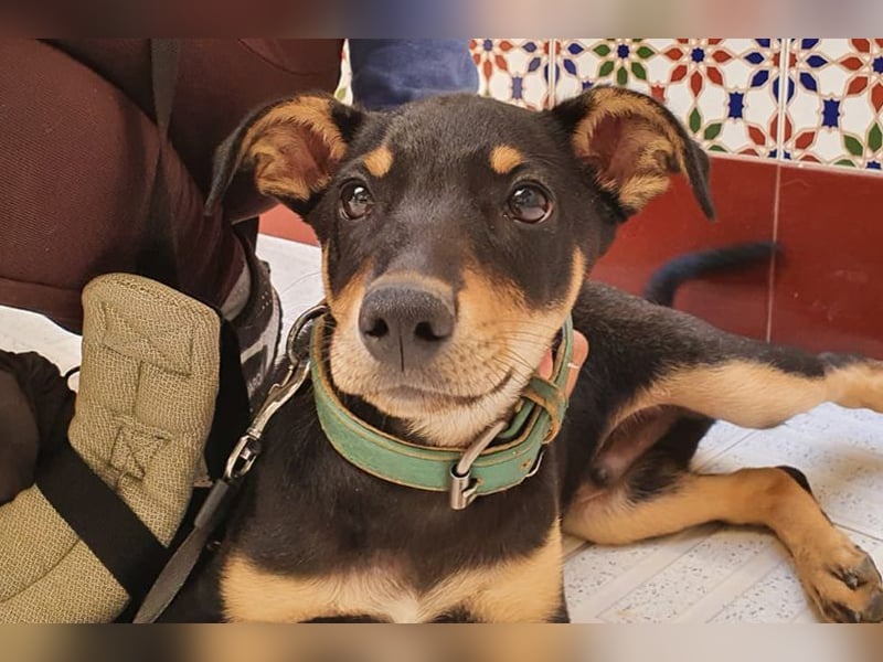 Baden (LR) kleiner Herzensbrecher auf 4 Pfoten