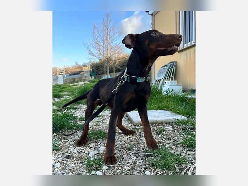 Jazmin (TO) aktive, liebevolle und verspielte Hündin