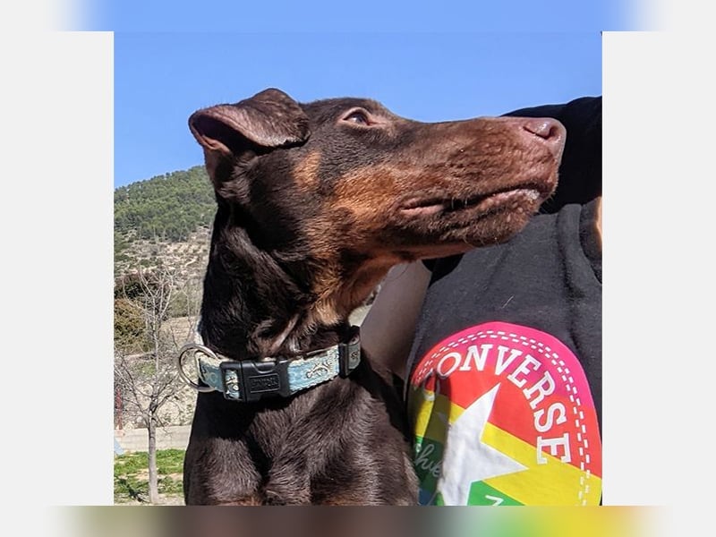 Jazmin (TO) aktive, liebevolle und verspielte Hündin