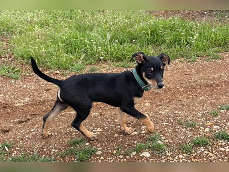 Baden (LR) kleiner Herzensbrecher auf 4 Pfoten