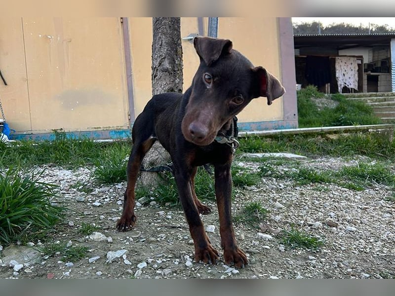 Jazmin (TO) aktive, liebevolle und verspielte Hündin