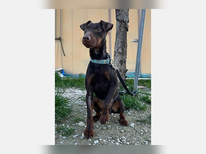 Jazmin (TO) aktive, liebevolle und verspielte Hündin