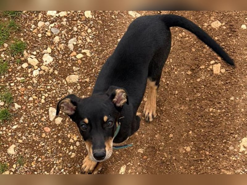 Baden (LR) kleiner Herzensbrecher auf 4 Pfoten