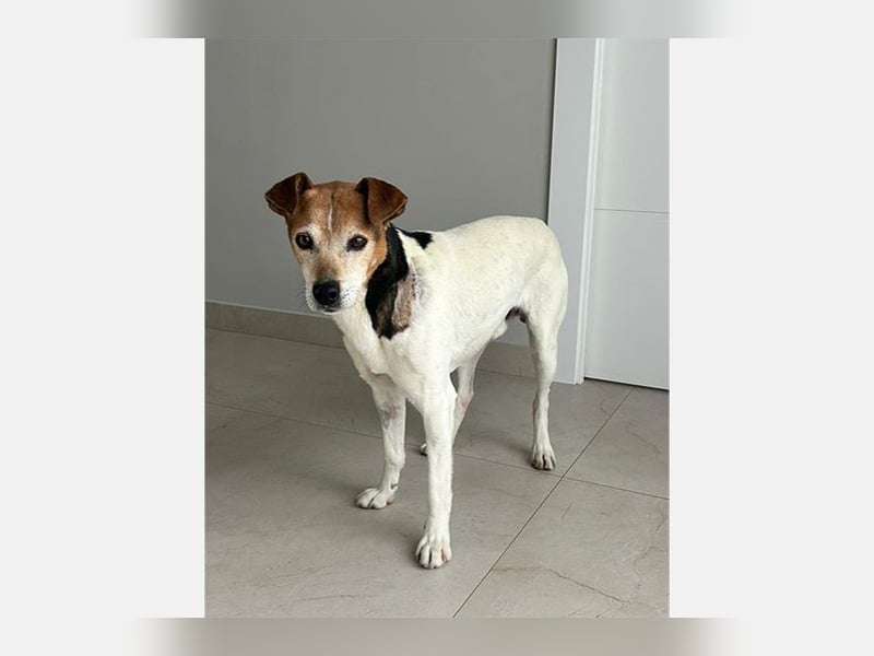 Max (LR) ein guter, ruhiger, edler Bube
