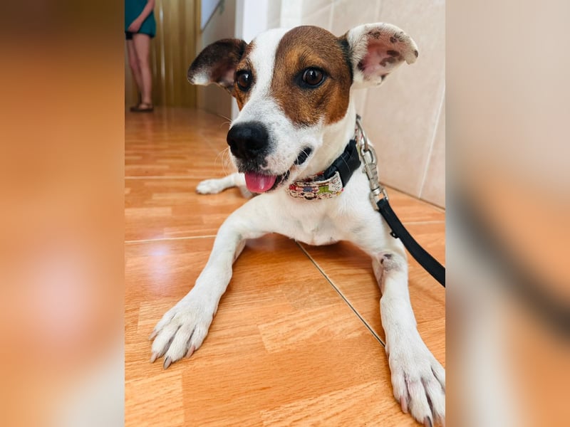 Koke(JA) typischer Junghund, verspielt und aktiv