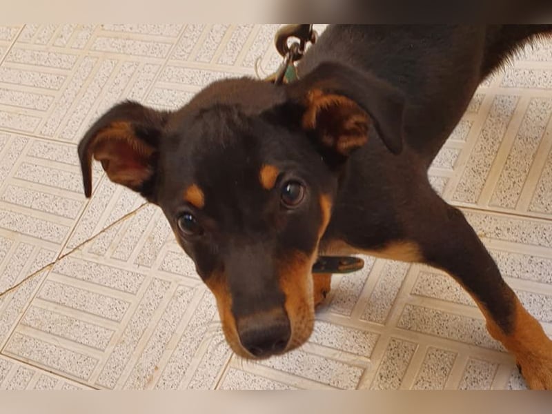 Baden (LR) kleiner Herzensbrecher auf 4 Pfoten