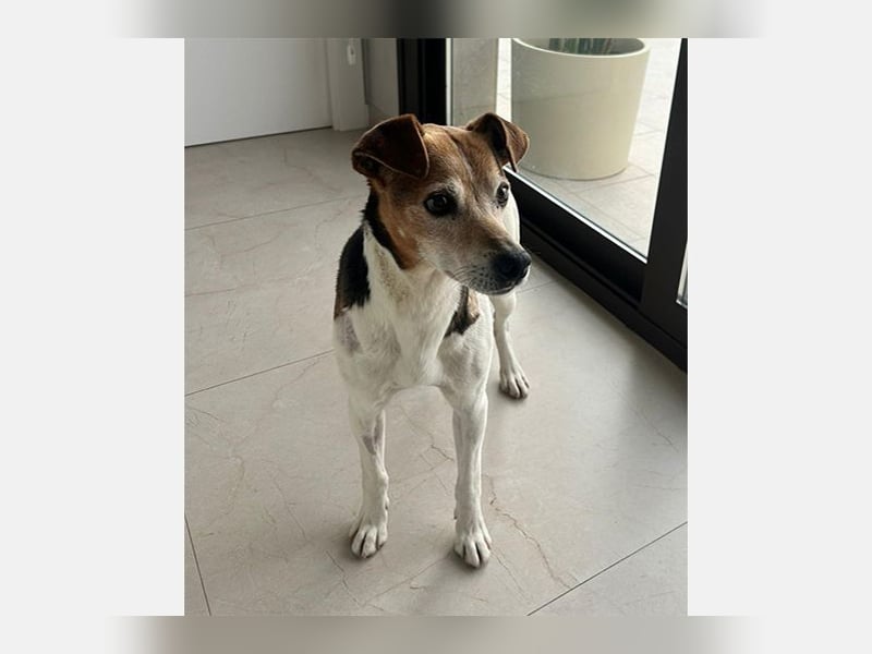 Max (LR) ein guter, ruhiger, edler Bube