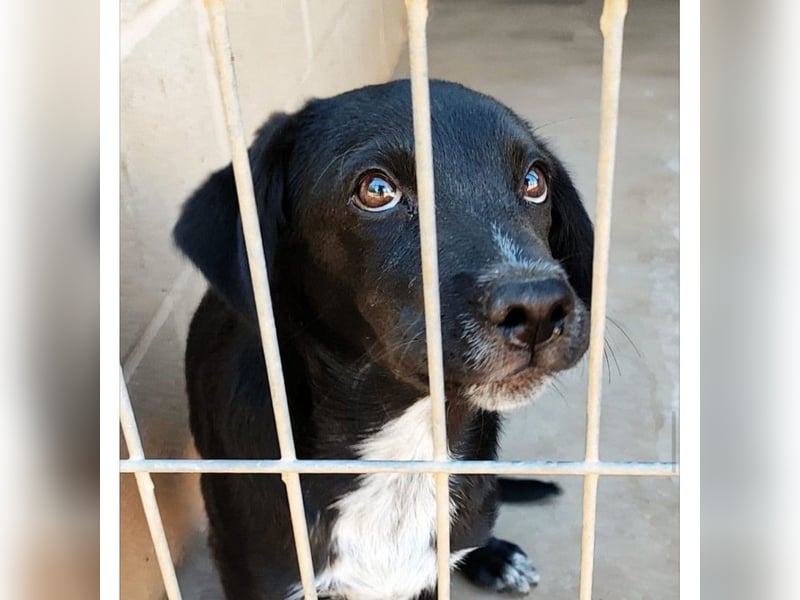 Pipo(CR) immer gut gelaunter Junghund