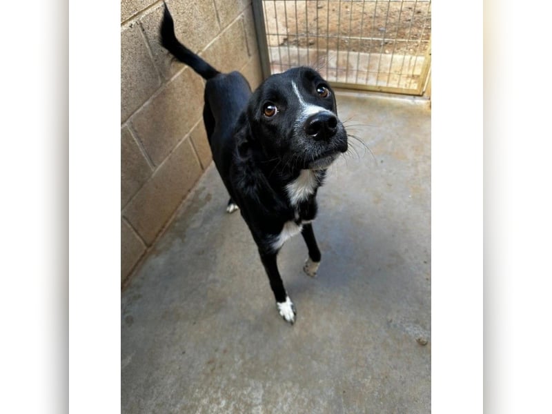 Angus (CR) verspielter süßer Junghund