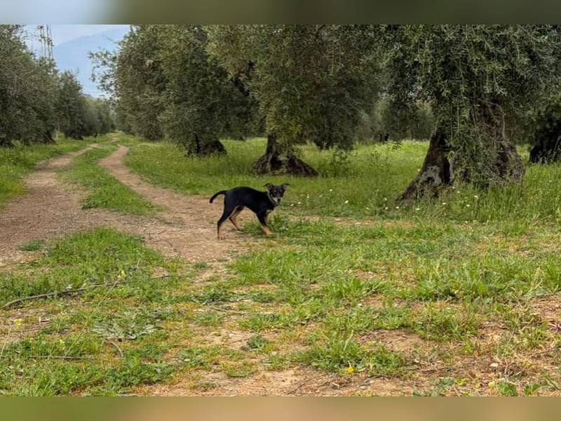 Baden (LR) kleiner Herzensbrecher auf 4 Pfoten
