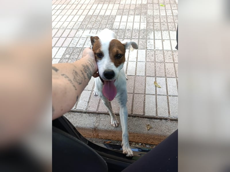 Koke(JA) typischer Junghund, verspielt und aktiv