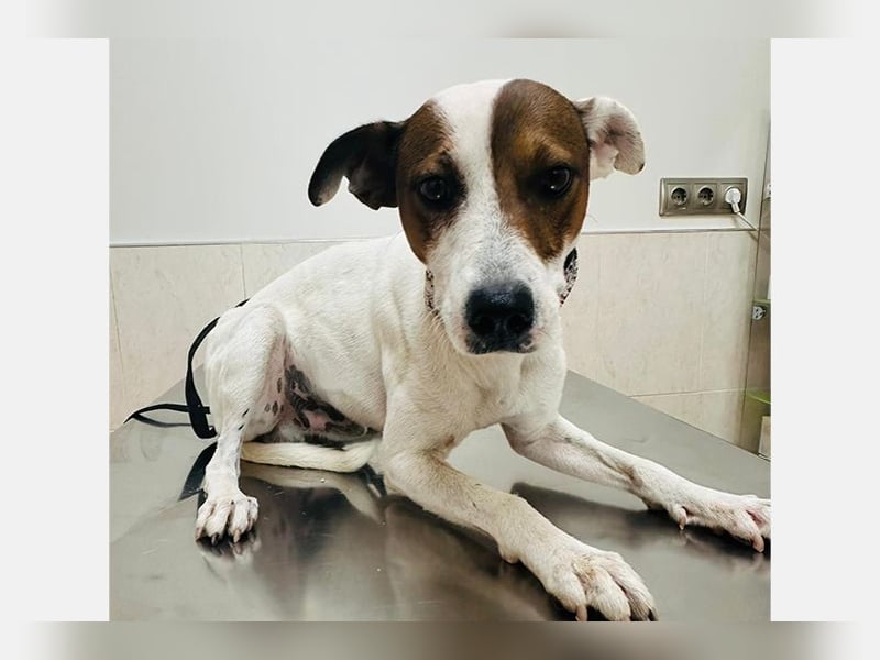 Koke(JA) typischer Junghund, verspielt und aktiv