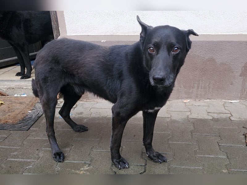 Pumba - besonders hübscher Labbimix