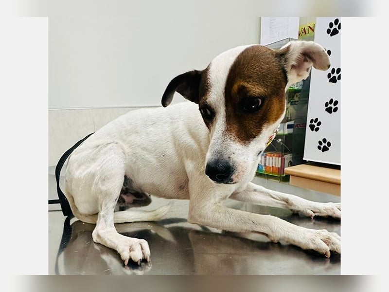 Koke(JA) typischer Junghund, verspielt und aktiv